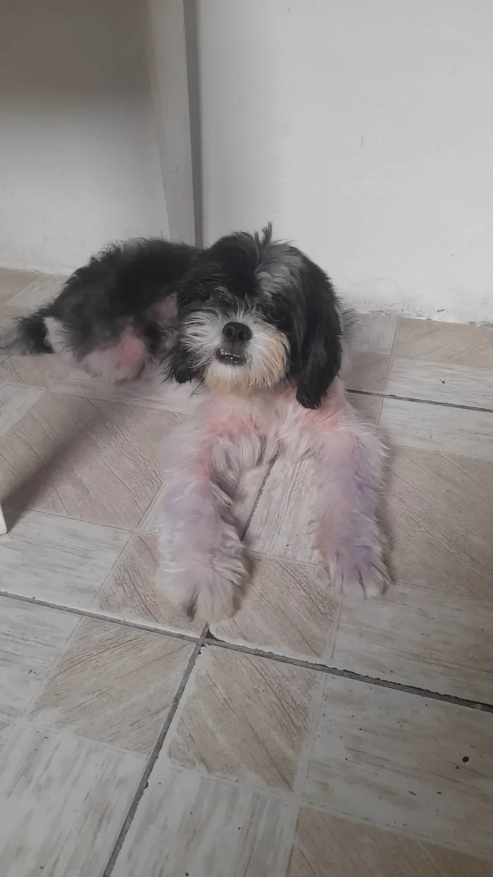 Cachorro ra a SRD-ViraLata idade 2 anos nome Rick
