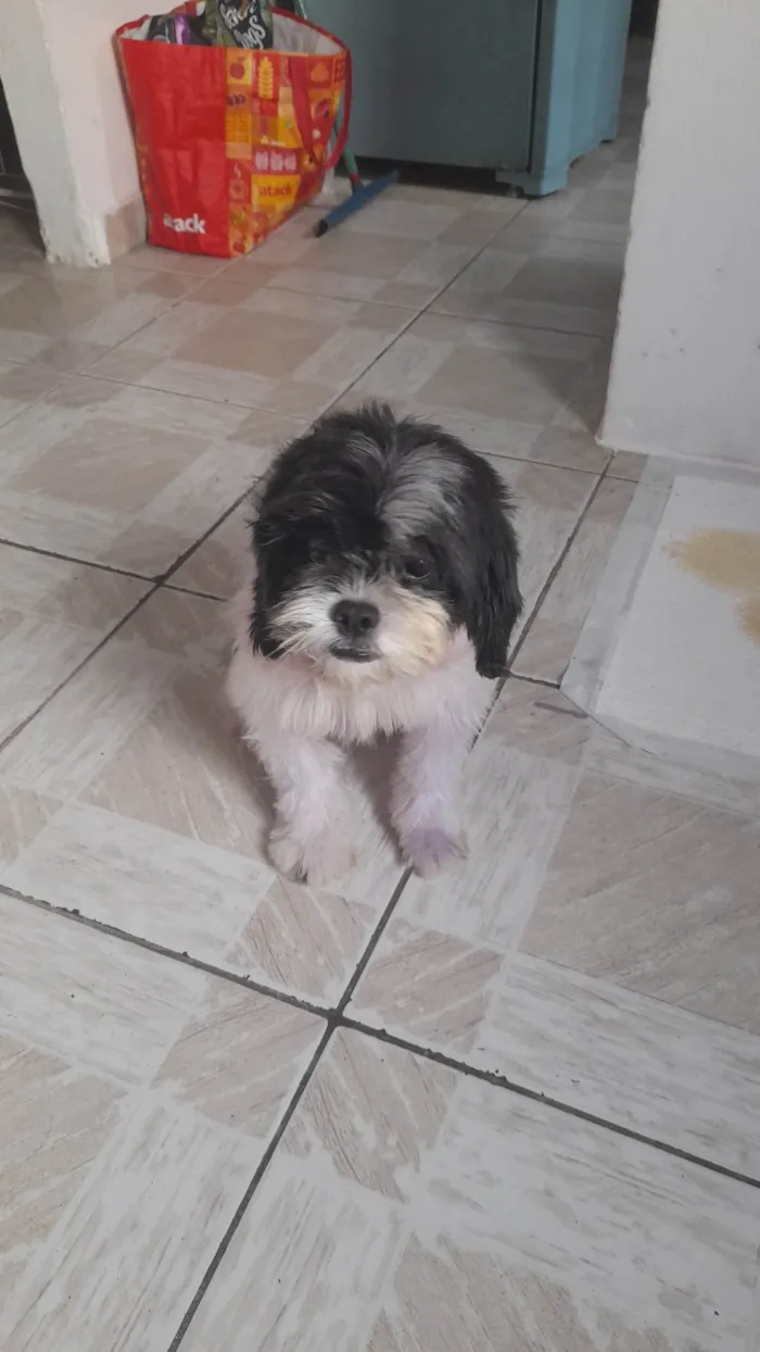 Cachorro ra a SRD-ViraLata idade 2 anos nome Rick