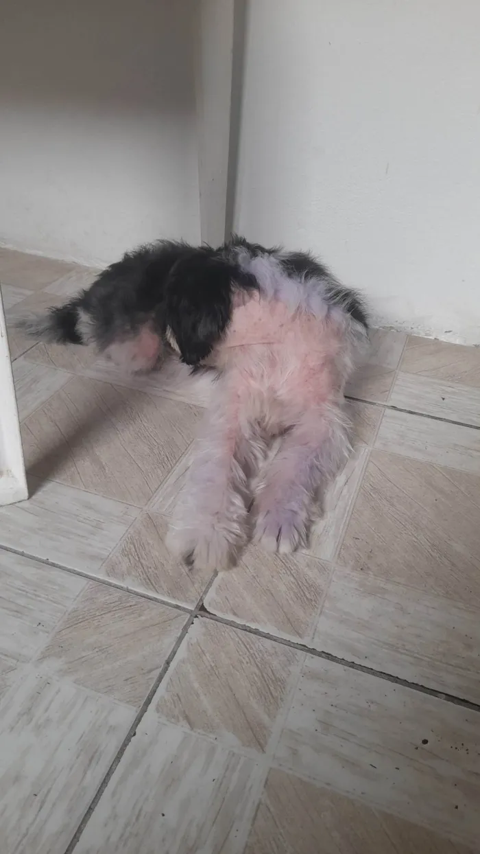 Cachorro ra a SRD-ViraLata idade 2 anos nome Rick