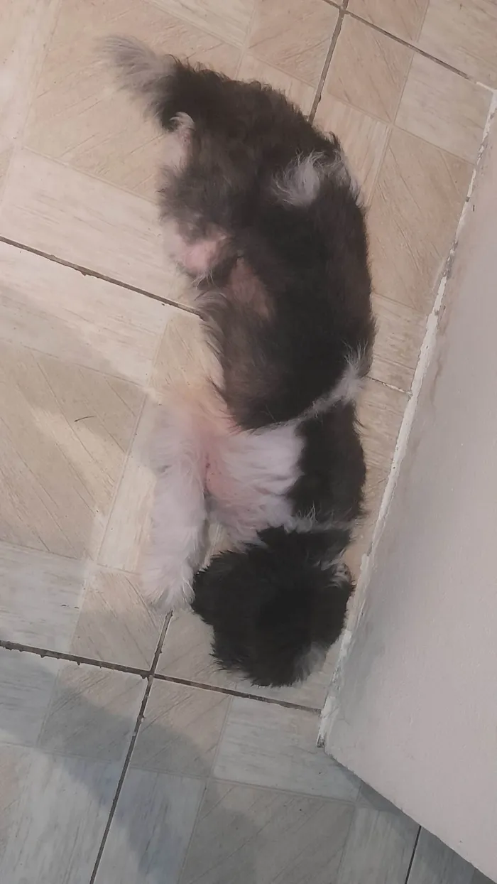 Cachorro ra a SRD-ViraLata idade 2 anos nome Rick