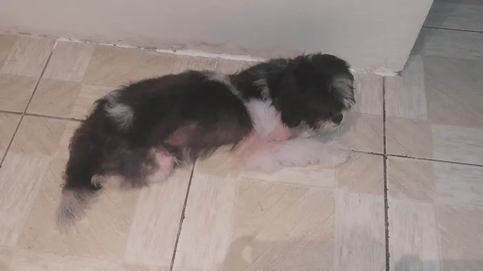 Cachorro ra a SRD-ViraLata idade 2 anos nome Rick