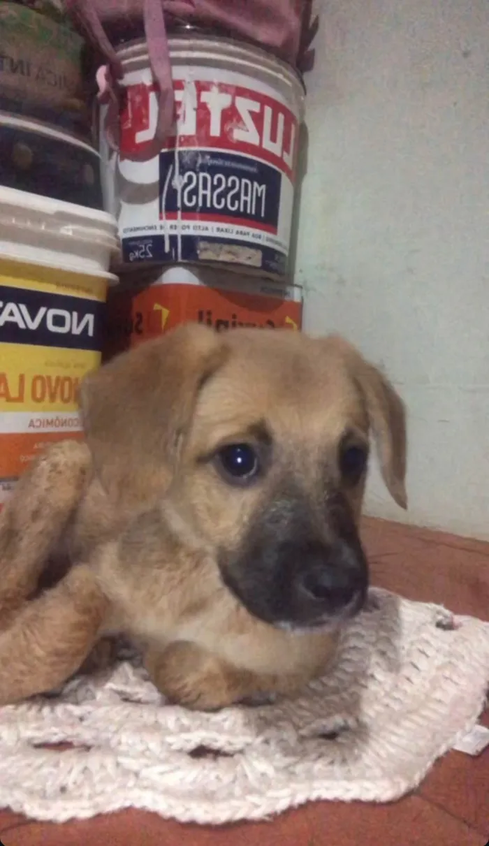 Cachorro ra a SRD-ViraLata idade 2 a 6 meses nome Caramelo 