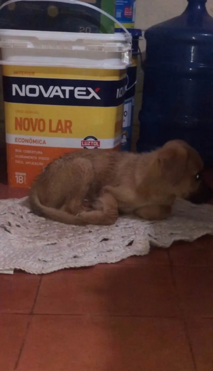 Cachorro ra a SRD-ViraLata idade 2 a 6 meses nome Caramelo 