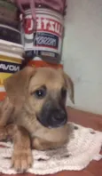 Cachorro ra a SRD-ViraLata idade 2 a 6 meses nome Caramelo 