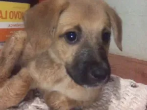 Cachorro raça SRD-ViraLata idade 2 a 6 meses nome Caramelo 