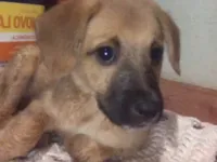 Cachorro raça SRD-ViraLata idade 2 a 6 meses nome Caramelo 