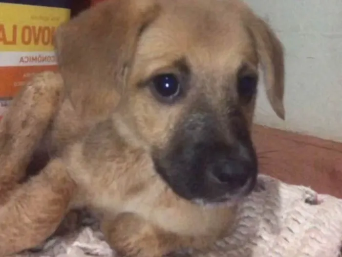 Cachorro ra a SRD-ViraLata idade 2 a 6 meses nome Caramelo 
