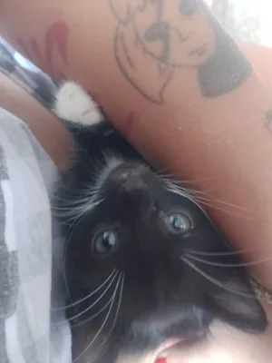 Gato raça SRD-ViraLata idade Abaixo de 2 meses nome Não tem nome os animais ainda 