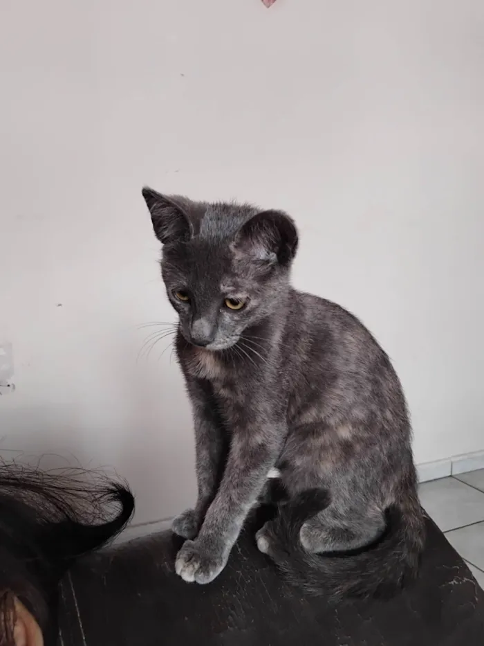 Gato ra a SRD-ViraLata idade 2 a 6 meses nome Nao tem nome 