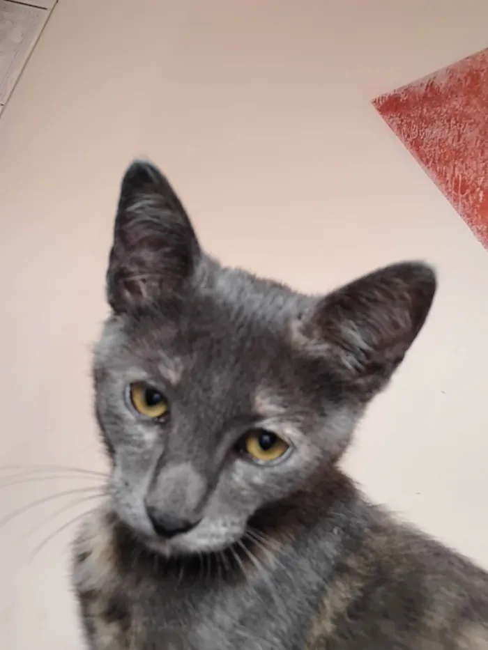 Gato ra a SRD-ViraLata idade 2 a 6 meses nome Nao tem nome 