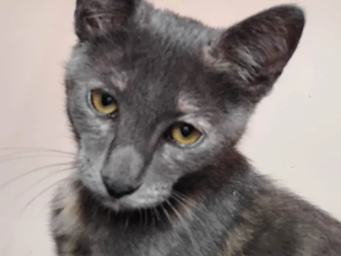Gato ra a SRD-ViraLata idade 2 a 6 meses nome Nao tem nome 