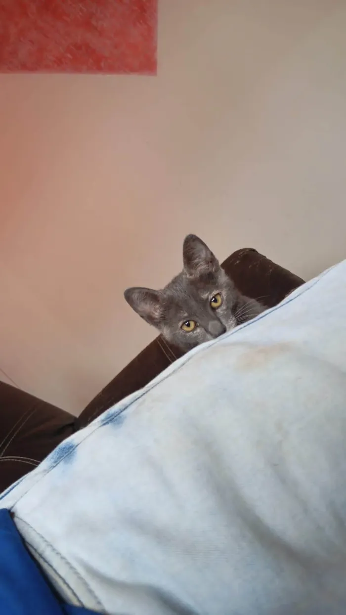 Gato ra a SRD-ViraLata idade 2 a 6 meses nome Nao tem nome 