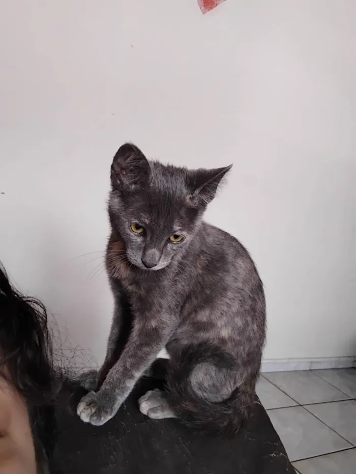 Gato ra a SRD-ViraLata idade 2 a 6 meses nome Nao tem nome 