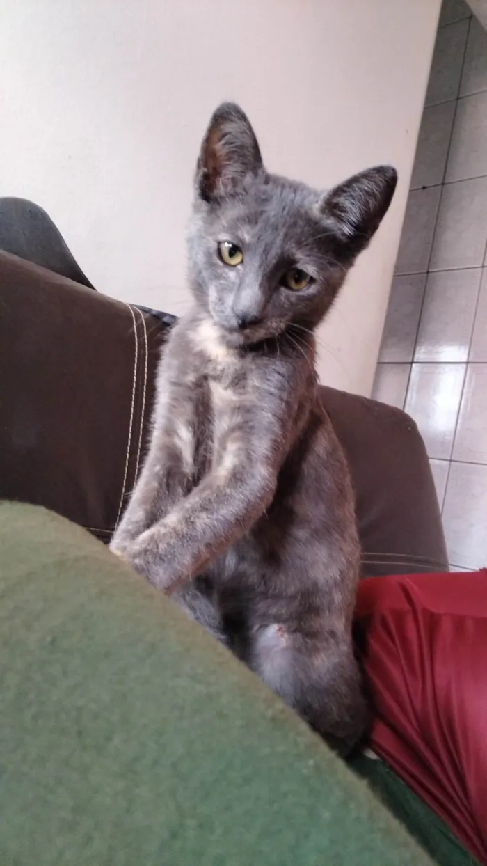 Gato ra a SRD-ViraLata idade 2 a 6 meses nome Nao tem nome 
