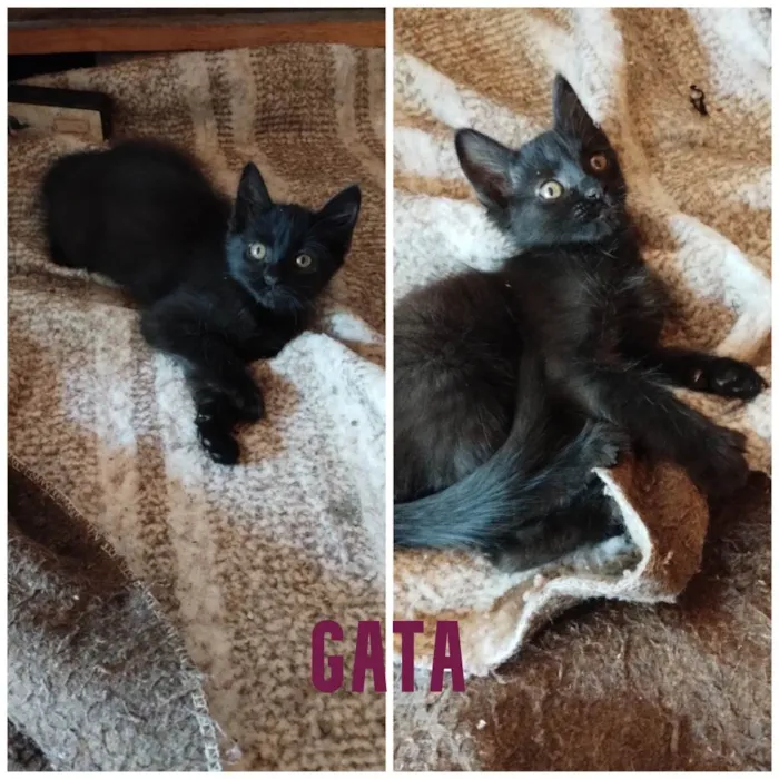 Gato raça SRD-ViraLata idade 2 a 6 meses nome  3 gatinhos para adoção