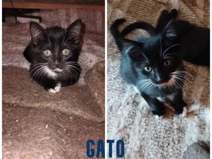 Gato ra a SRD-ViraLata idade 2 a 6 meses nome  3 gatinhos para adoção