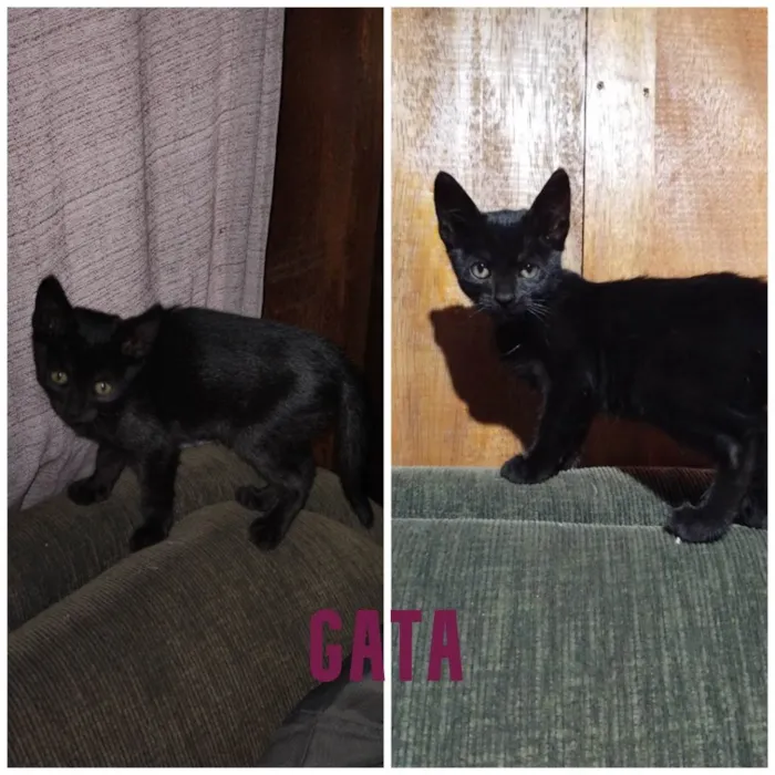 Gato ra a SRD-ViraLata idade 2 a 6 meses nome  3 gatinhos para adoção