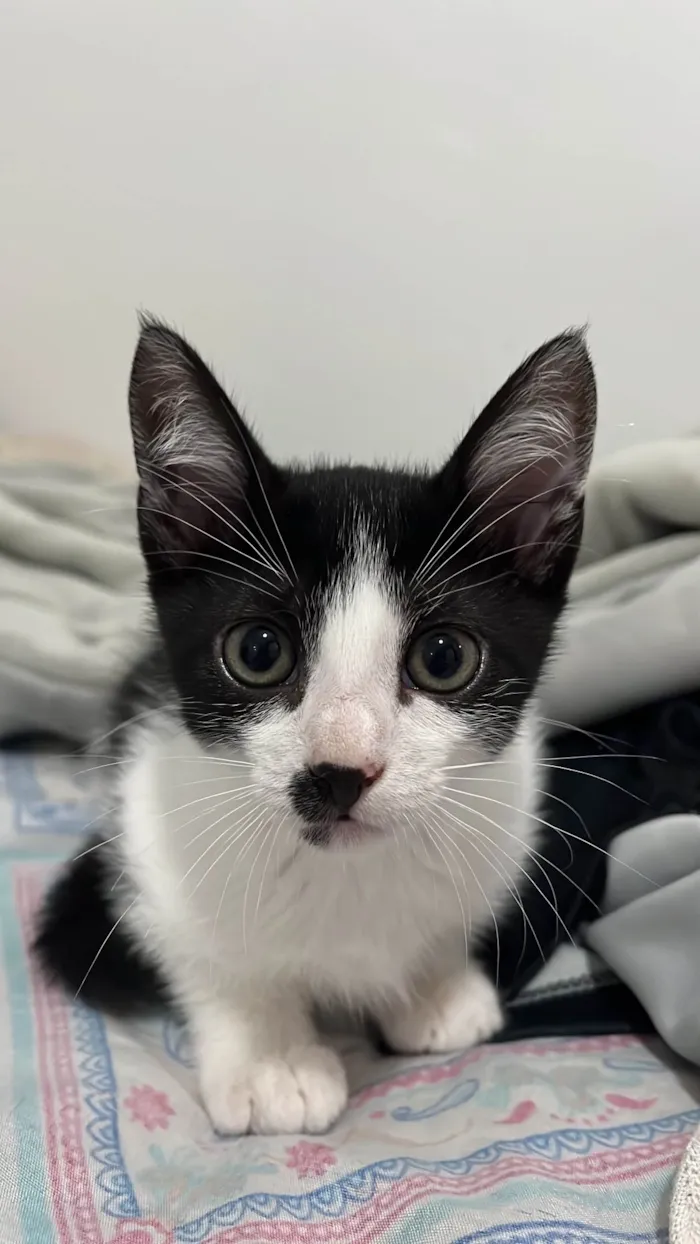 Gato ra a SRD-ViraLata idade 2 a 6 meses nome Joaquina