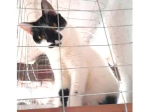 Gato raça Srd idade 3 anos nome Ritinha