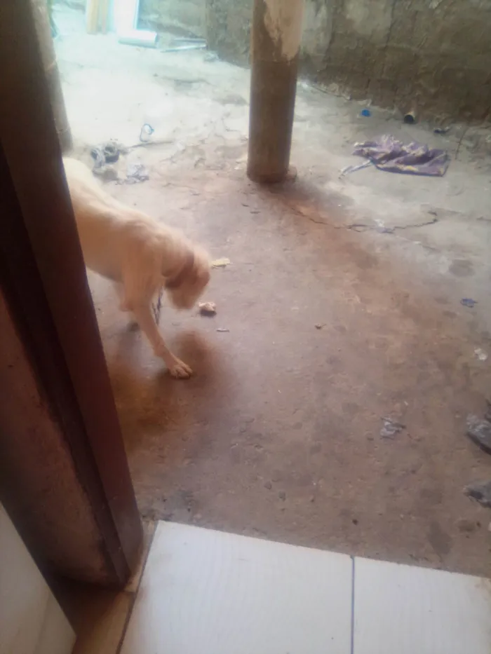 Cachorro ra a Pequinês idade 7 a 11 meses nome Branquinha