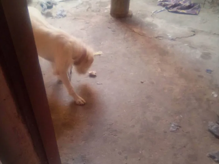 Cachorro ra a Pequinês idade 7 a 11 meses nome Branquinha