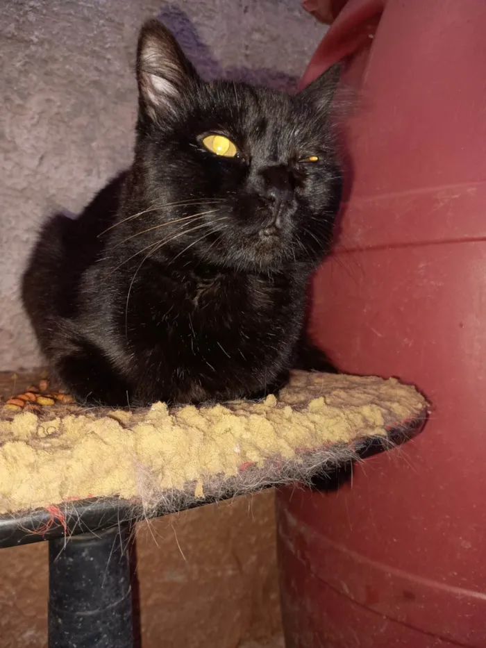 Gato ra a SRD-ViraLata idade 1 ano nome Fred