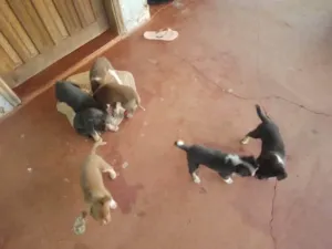 Cachorro raça SRD-ViraLata idade Abaixo de 2 meses nome Não tem nomes