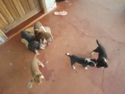 Cachorro raça SRD-ViraLata idade Abaixo de 2 meses nome Não tem nomes