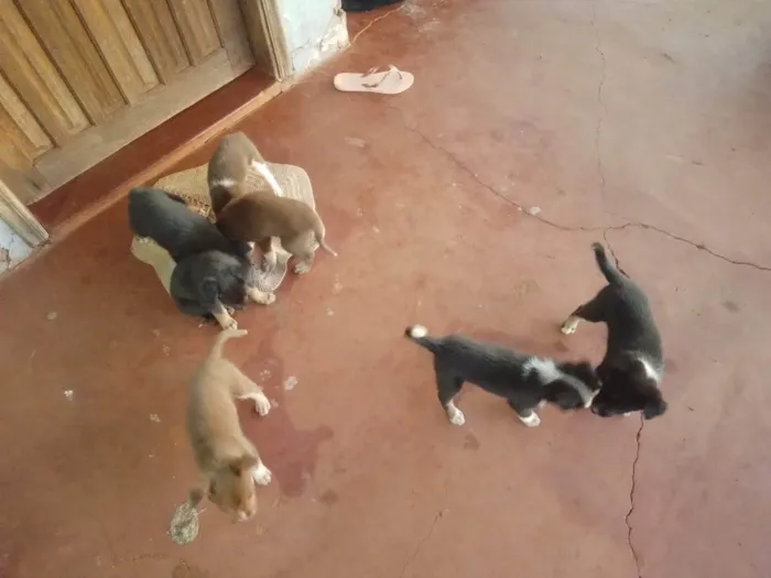 Cachorro ra a SRD-ViraLata idade Abaixo de 2 meses nome Não tem nomes