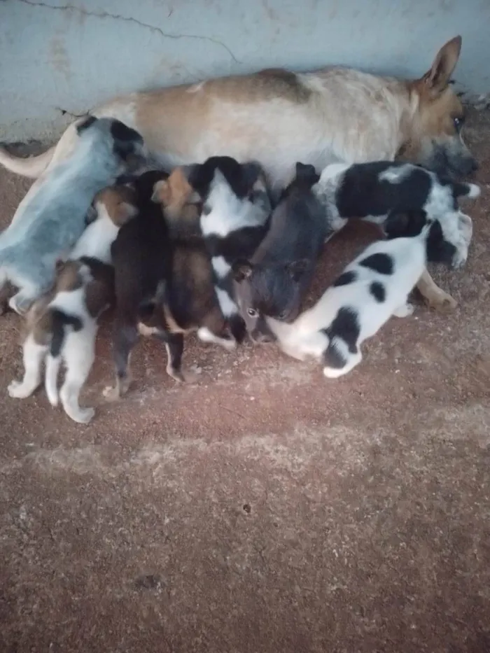 Cachorro ra a SRD-ViraLata idade Abaixo de 2 meses nome Não tem nomes
