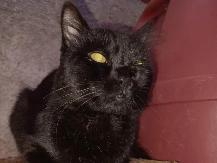 Gato ra a SRD-ViraLata idade 1 ano nome Fred