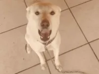 Cachorro raça SRD-ViraLata idade 2 anos nome Apolo