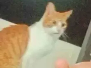 Gato raça SRD-ViraLata idade 2 anos nome Bonitinho 