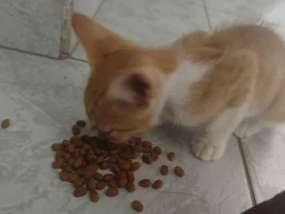 Gato raça SRD-ViraLata idade 2 a 6 meses nome Flash