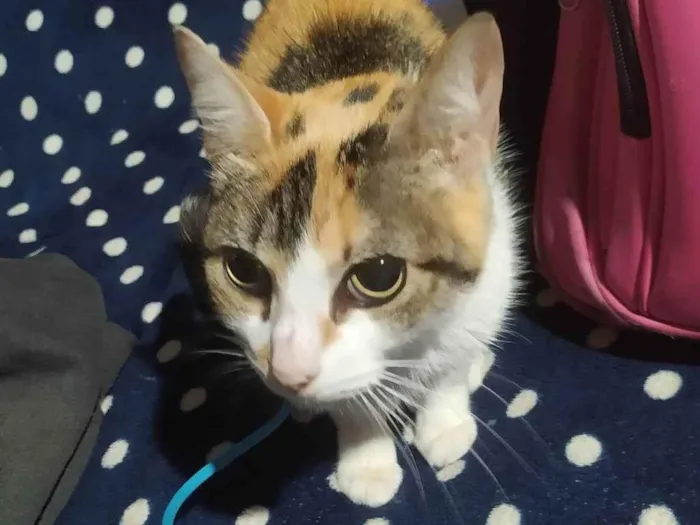 Gato raça SRD-ViraLata idade 3 anos nome Mel