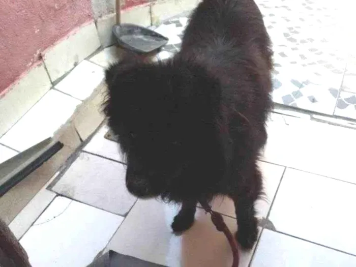 Cachorro raça SRD-ViraLata idade 2 a 6 meses nome Falar com Jason - Whats 11 92121-7136