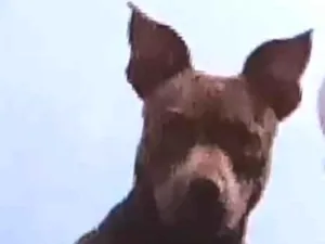 Cachorro raça Pit-Bull idade 5 anos nome Athena 