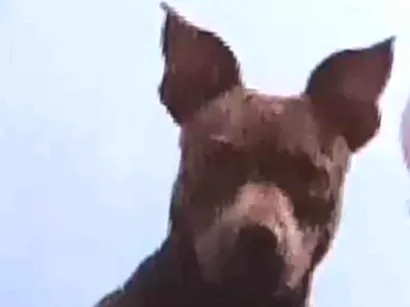 Cachorro raça Pit-Bull idade 5 anos nome Athena 