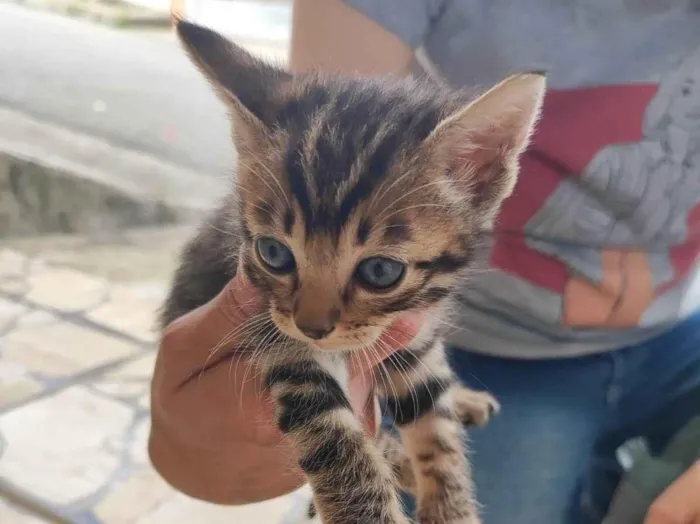 Gato ra a SRD-ViraLata idade Abaixo de 2 meses nome Tigrão 