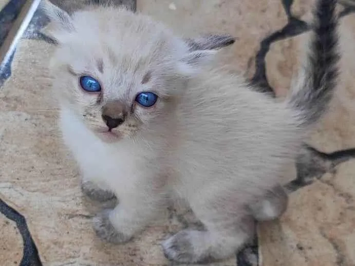 Gato ra a SRD-ViraLata idade Abaixo de 2 meses nome Thor 