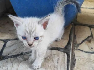 Gato raça SRD-ViraLata idade Abaixo de 2 meses nome Look 