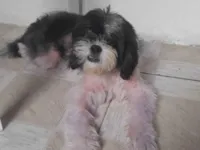 Cachorro raça SRD-ViraLata idade 2 anos nome Rick