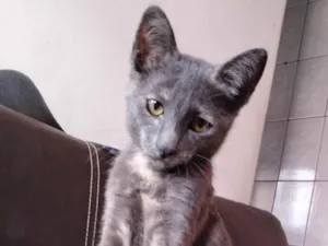 Gato raça SRD-ViraLata idade 2 a 6 meses nome Nao tem nome 