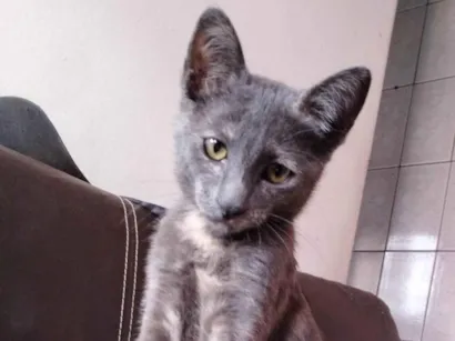 Gato raça SRD-ViraLata idade 2 a 6 meses nome Nao tem nome 