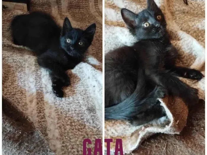 3 gatinhos para adoção