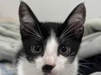 Gato raça SRD-ViraLata idade 2 a 6 meses nome Joaquina