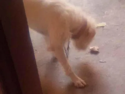 Cachorro raça Pequinês idade 7 a 11 meses nome Branquinha