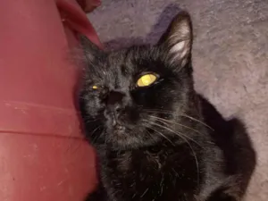 Gato ra a SRD-ViraLata idade 1 ano nome Fred