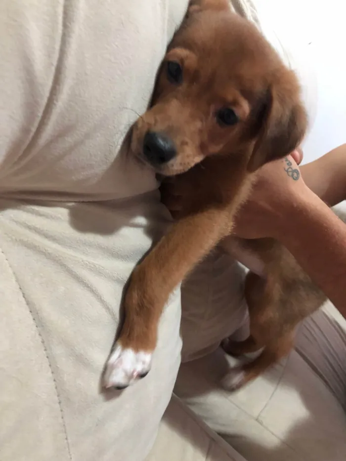 Cachorro ra a SRD-ViraLata idade 2 a 6 meses nome Estrela 