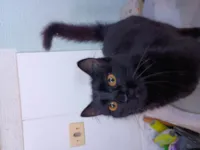 Gato raça SRD-ViraLata idade 1 ano nome Zara